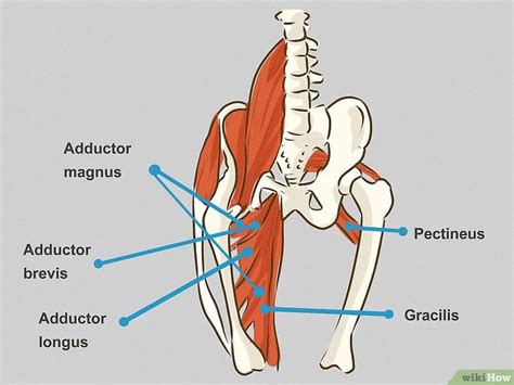 Groin Area Of Human Body