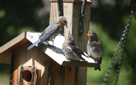 How To Attract Wild Birds Into Your Garden Fasci Garden