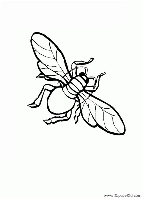 Dessin Insecte Coloring Pages