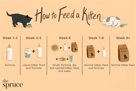Kitten Feeding Schedule How Much Food Kittens Need