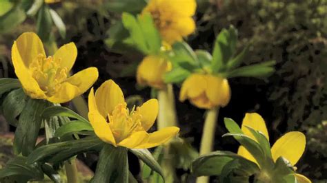 Winter Aconite Flowering Britannica