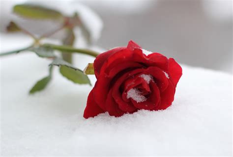 Snow Rose We Heart It Beautiful Red And Snow