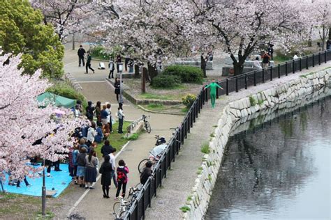 Children 15 and younger, free. 10 Places to See Cherry Blossom in Osaka - Trip-N-Travel