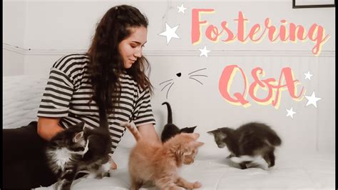 Foster Kitten Qanda How To Start Fostering Youtube