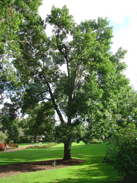 If you'd like to make sure there's color in your yard in the winter, plant european mountain ash. Pest Alert: Update On Emerald Ash Borer | What Grows There ...
