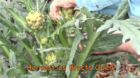 Grow And Harvest Artichokes Youtube