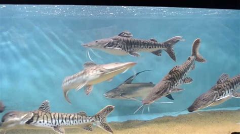 High Pin Pangasius Shark And Tiger Shovel Nose Catfish Youtube