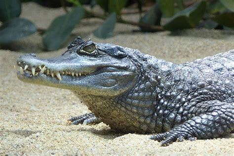 Zootier des Jahres 2021: Das Krokodil | NR-Kurier.de