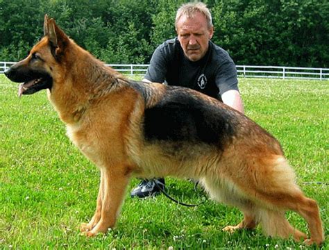 And, it's not just because of weight. Online Funny: Most Dangerous Dogs in the World by online ...