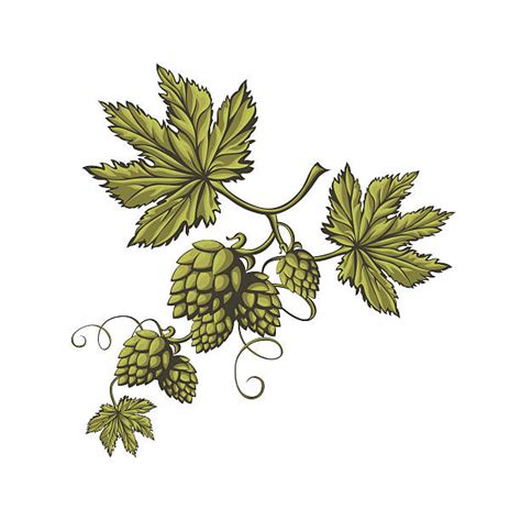 Best Hops Vine Illustrations Royalty Free Vector Graphics And Clip Art