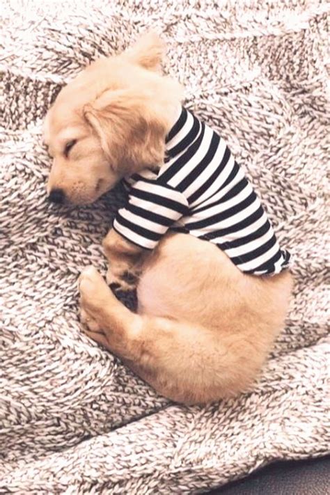 Review Of Cute Animal Sleeping  Ideas