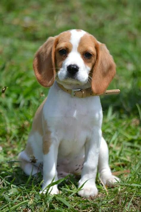 Beaglier Beagle Cavalier King Charles Spaniel Hibryd