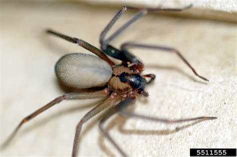 Brown Recluse Spider Loxosceles Reclusa Araneae Sicariidae 5511555