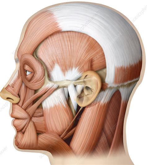 Face Muscle Anatomy Labled