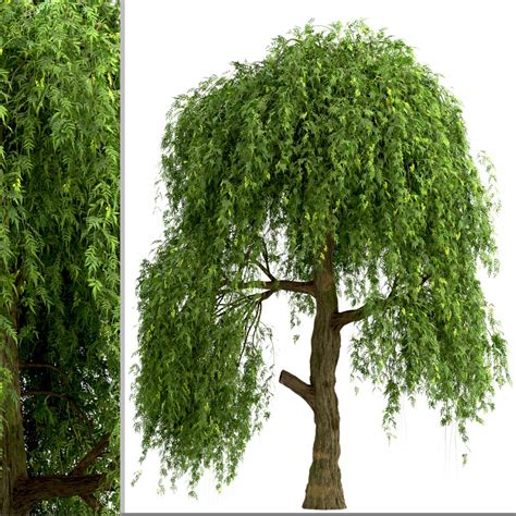 Set Of Sophora Japonica Pendula Trees Pagoda D Model For Vray My Xxx Hot Girl