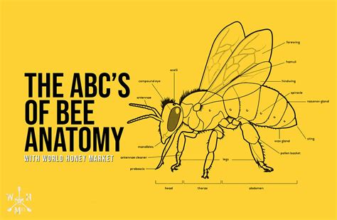 The Abcs Of Honeybee Anatomy