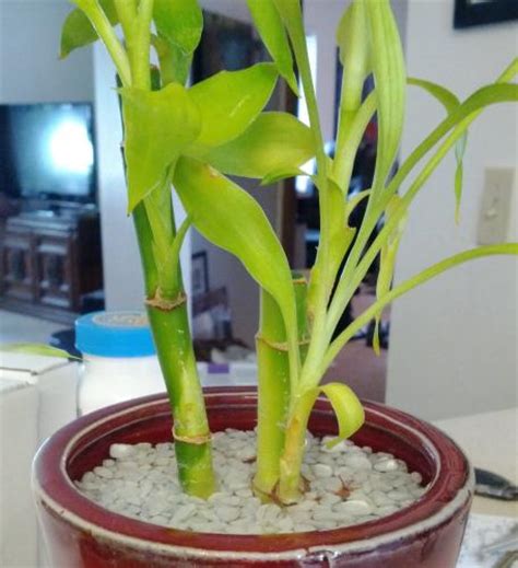 May 03, 2021 · interestingly enough, lucky bamboo is actually not bamboo at all, but a type of dracaena. Lucky Bamboo going pale/yellow