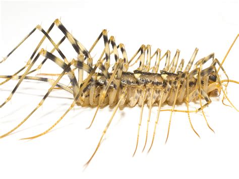 House Centipedes Facts Photos And Information