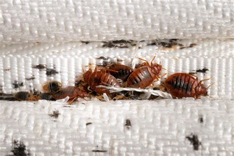 What Do Bed Bug Eggs Look Like Cleggs Pest Control
