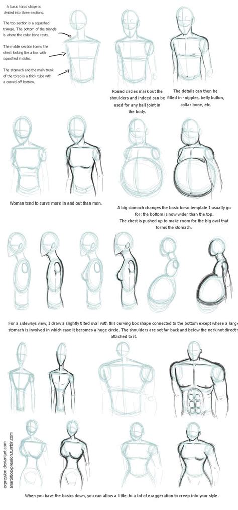 Notes On Torsos By Expression On Deviantart Body Type Drawing Art