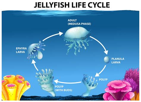 15 Different Types Of Jellyfish You Need To Know
