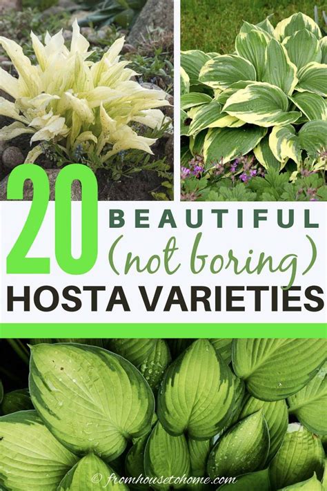 Hosta Varieties 20 Of The Best Not Boring Plaintain Lilies For Your