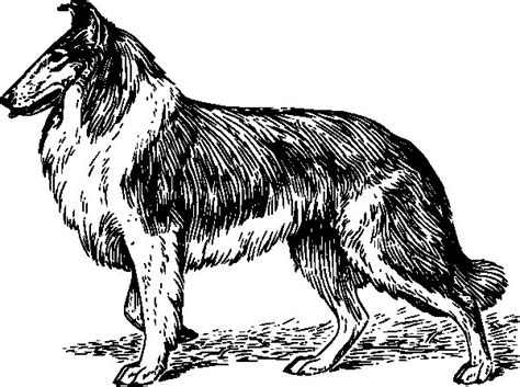 Lassie Colouring Pages Sketch Coloring Page