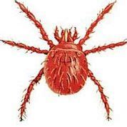 Harvest mites are identified in dogs or cats by sudden itching around july and august time and cannot be treated with spot on treatments for fleas and ticks. Pest advice for controlling Harvest Mites