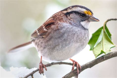 Types Of Sparrows