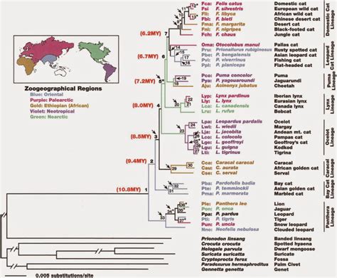 Feline, (family felidae), any of 37 cat species that among others include the cheetah, puma, jaguar, leopard, lion, lynx, tiger, and domestic cat. The Kingdom of the Cats: An Introduction to the Felidae Family