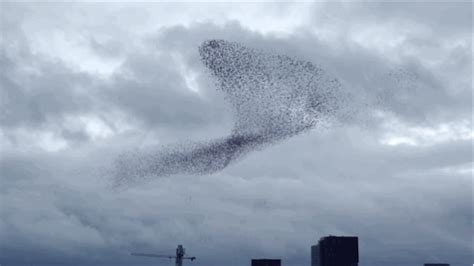 Watching This Flock Of Birds Create Shapes In The Sky Is Hypnotizing