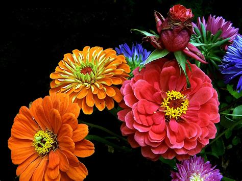 Bright And Colorful Flowers