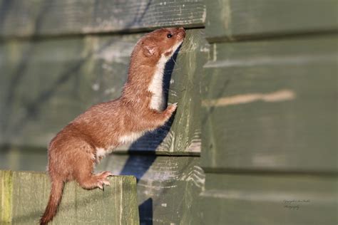 Weasel Weasel Hunting A Robin Today On Top Of Fence At Sid Flickr