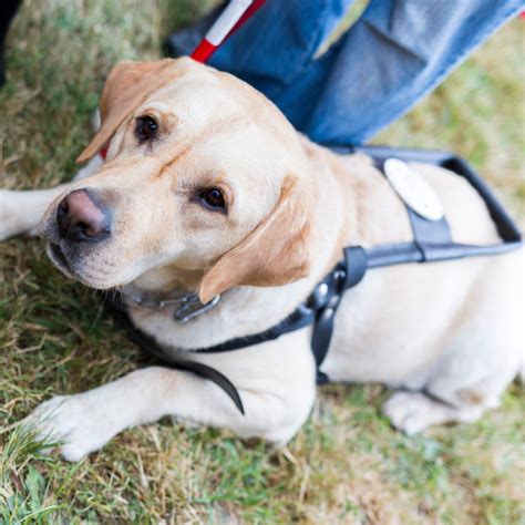 Guide Dogs Your Questions Answered Clovernook