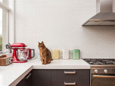 Bid To Make Byron Bay Pet-Friendly For Renters