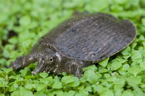 Premium Photo Common Asiatic Softshell Turtle