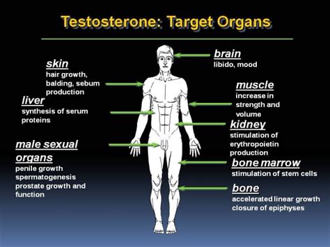 Testosterone Side Effects Treatment Prevention Abuse Steroidal