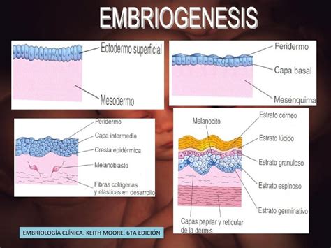 Desarrollo Embrionario Del Sistema Tegumentario Kulturaupice