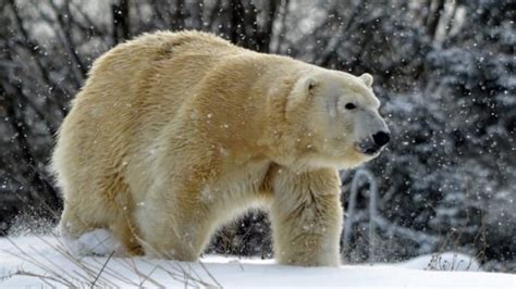 Male Polar Bear Kills Female Polar Bear At Detroit Zoo Cbc News
