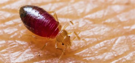 Does alcohol work on bed bugs does alcohol work on bed bugs. Bed Bug Information in Spanish - Pests in the Home
