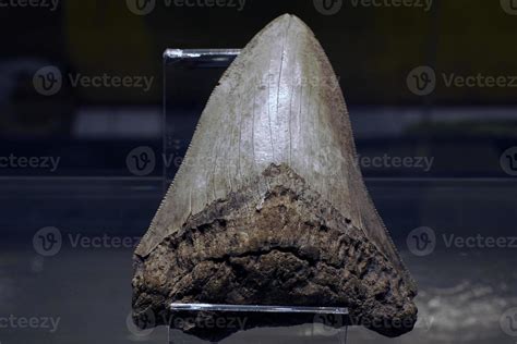 Million Year Old Megalodon Shark Tooth Detail Stock Photo
