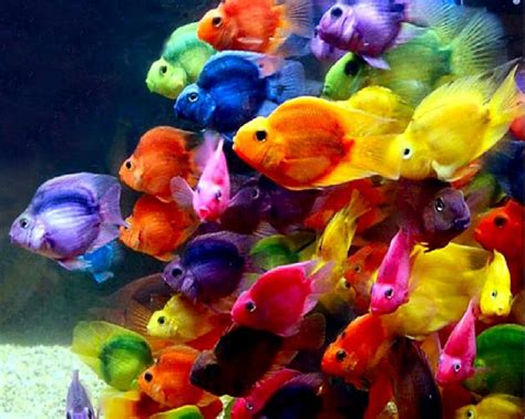 Beautiful Fish Wallpapers Top Những Hình Ảnh Đẹp