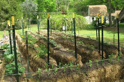 Large Backyard Garden With Hay Bales Creating A Hay Bale Garden