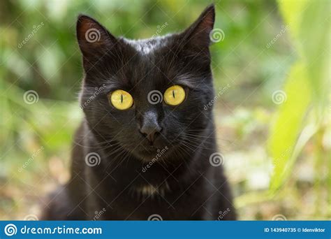 Black Cat Portrait With Big Yellow Eyes And Insight Look