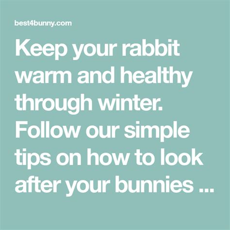 How To Keep Your Rabbit Warm And Healthy In Winter Best 4 Bunny Bunny