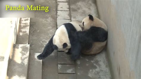 Panda Mating Panda Youtube