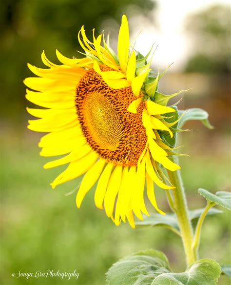 Sunshine And Sunflowers Sonya Lira Photography