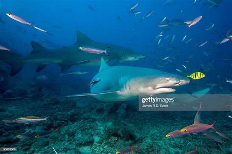 Sicklefin Lemon Sharks Photo Getty Images