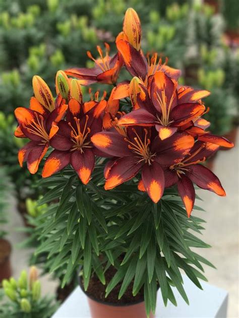 Lilium Asiatic Pot Lily Looks Tiny Lion From Growing Colors