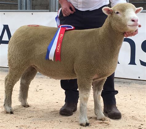 Dorset Sheep Show Results 2019